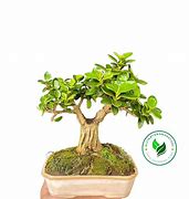 Bonsai Beringin Dolar Korea